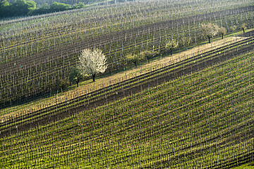 Image showing Spring landscape with vineyards.