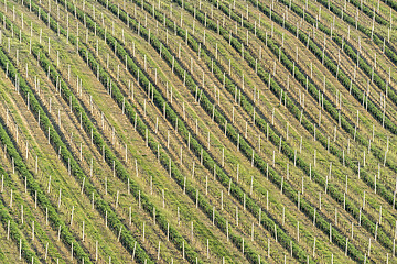 Image showing Close-up on the texture of vineyard