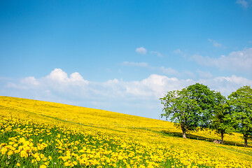 Image showing a beautiful yellow dandelion meadow