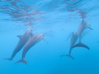 Image showing Flock of dolphins playing in the blue water near Mafushi island, Maldives