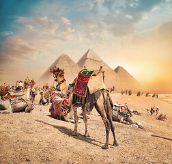 Image showing Camels near pyramids 