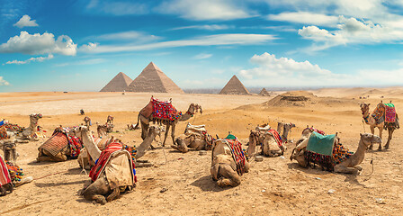 Image showing Camels at day