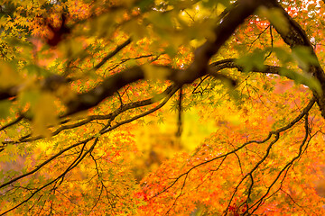 Image showing Autumn leaves background