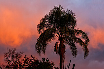 Image showing Tropical sunset sky with palm tree