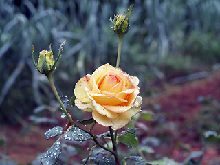 Image showing Yellow rose in garden with rain drops