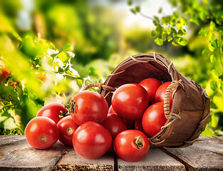 Image showing Fresh tomato in basket 