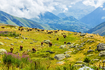 Image showing Herd of Cows