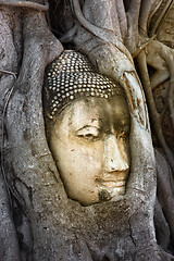 Image showing Buddha head in banyan tree, Thailand