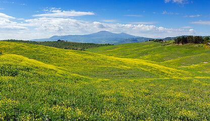 Image showing Tuscany hills landscape with yellow fields