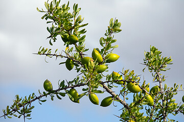 Image showing Argan nuts on tree branch in Morocco