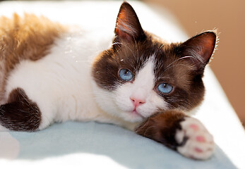 Image showing snowshoe cat portrait