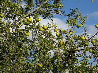 Image showing Argan nuts on tree branch in Morocco