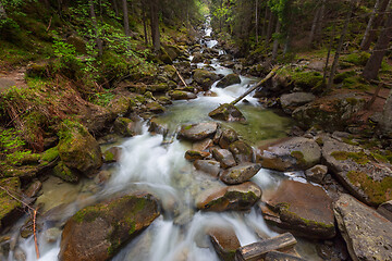 Image showing Forest stream in mountains at spring