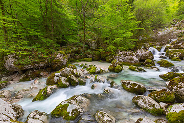 Image showing Forest stream in mountains at spring