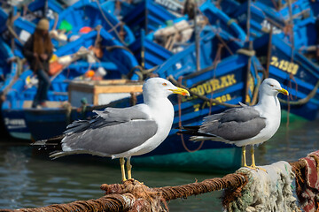 Image showing Seagulls and blue boats in Essaouira