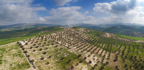 Image showing Plantations of olive trees on hills in Morocco