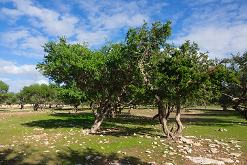 Image showing Argan trees in Morocco