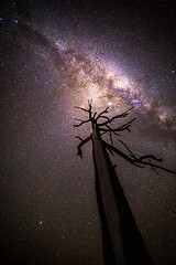 Image showing Tree reaches for the stars shining brightly overhead