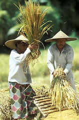 Image showing ASIA INDONESIA BALI RICE TERRACE UBUD TEGALLALANG