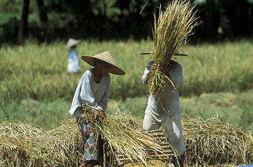 Image showing ASIA INDONESIA BALI RICE TERRACE UBUD TEGALLALANG