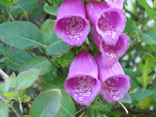 Image showing Digitalis flowers