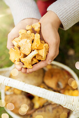 Image showing hands with mushrooms and basket in forest