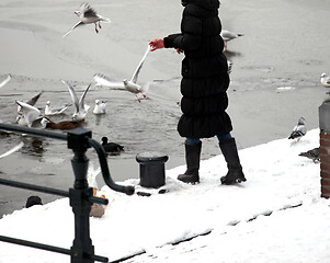 Image showing Female feeding pigeons.