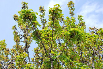 Image showing Trees in nature.