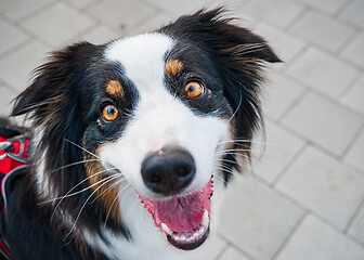 Image showing Australian Shepherd dog