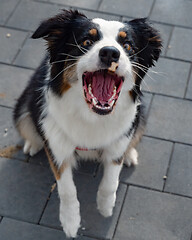 Image showing Australian Shepherd dog