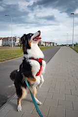 Image showing Australian Shepherd dog