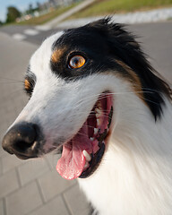 Image showing Australian Shepherd dog