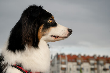 Image showing Australian Shepherd dog