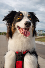 Image showing Australian Shepherd dog