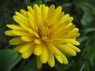 Image showing Ring flower yellow