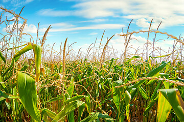 Image showing Field with green corn 