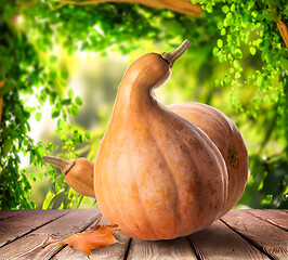 Image showing Pumpkin on the table