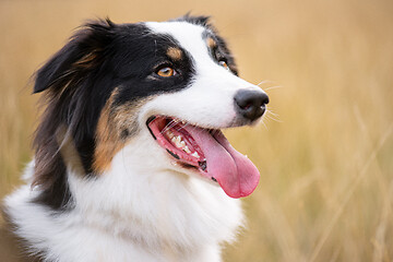 Image showing Australian Shepherd dog