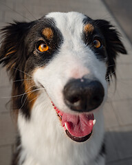 Image showing Australian Shepherd dog