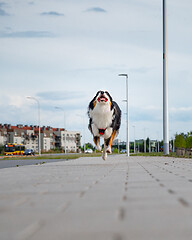 Image showing Australian Shepherd dog