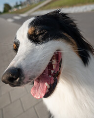 Image showing Australian Shepherd dog