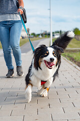 Image showing Australian Shepherd dog