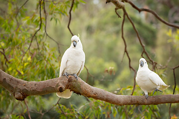 Image showing Happy cockatoos on a tree branch in Australian bush