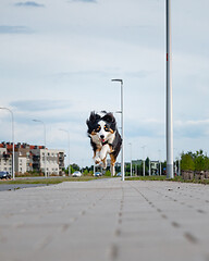 Image showing Australian Shepherd dog