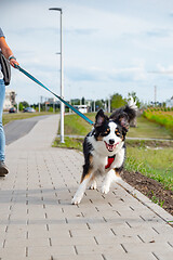 Image showing Australian Shepherd dog