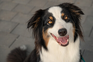 Image showing Australian Shepherd dog