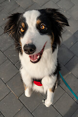 Image showing Australian Shepherd dog