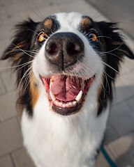 Image showing Australian Shepherd dog