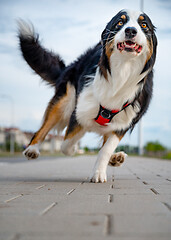 Image showing Australian Shepherd dog