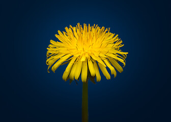 Image showing Dandelion flower in studio
